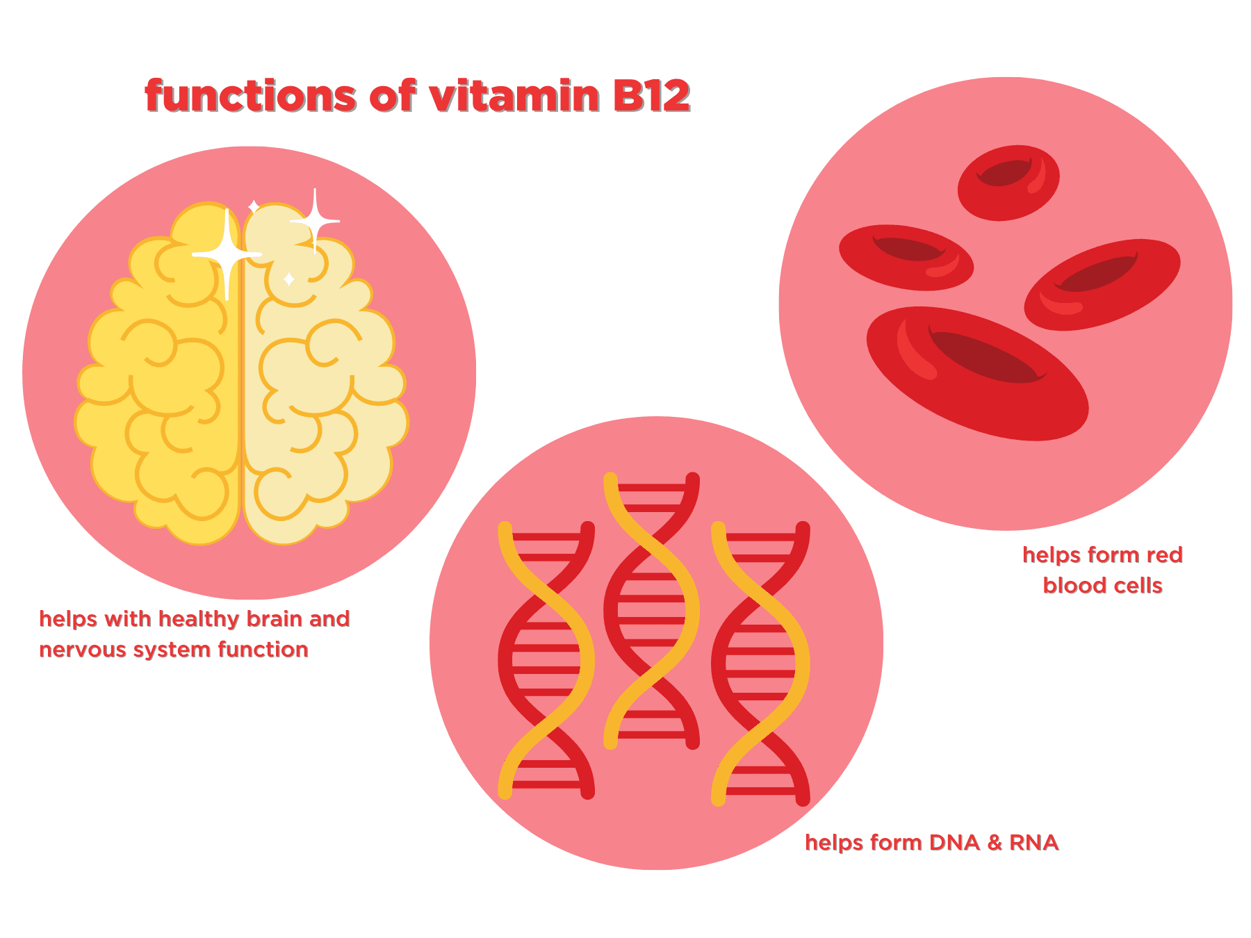 what does injectable b12 do Vitamin B12: Functions and Food Sources