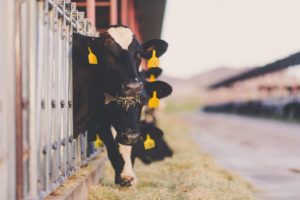 dairy farm cows eating hay