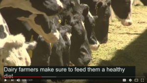 Cows grazing