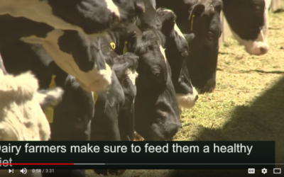 A Day in the Life of a Cow