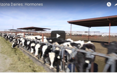 Truth: Dairy Cows and Hormones