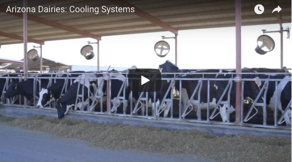 Cool Cows