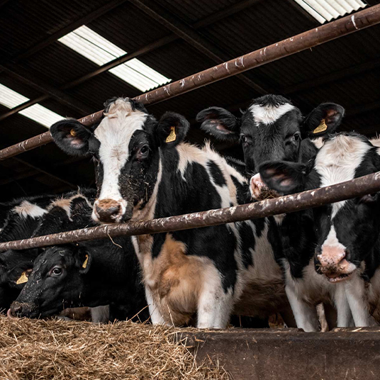 cows