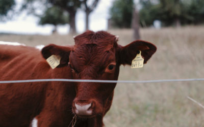 Cow Lingo – Definitions on a Dairy Farm