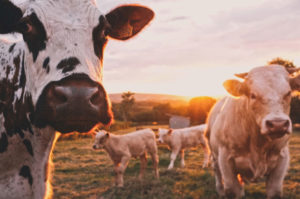 A group of cows walking through a field