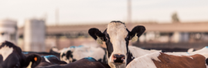 Cow with tags in its ears